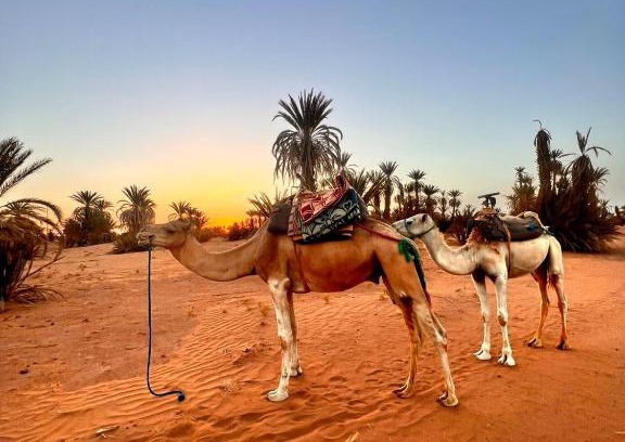 M'Hamid El Ghizlane Other | Desert Walking Camel Tours