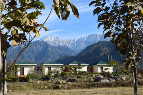Dharamshala Hotel | Dhauladhar View Village Resort