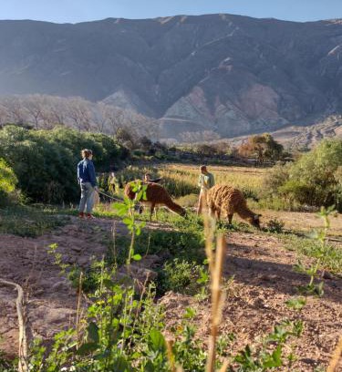 Maimara Ski Chalet | Dormir con llamas