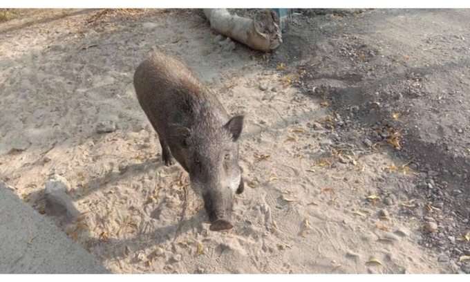 Pejarakan Apartment | Eco Moringa Garden