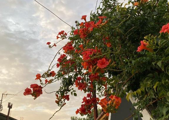 Sakës Apartment | Eli Apartament's