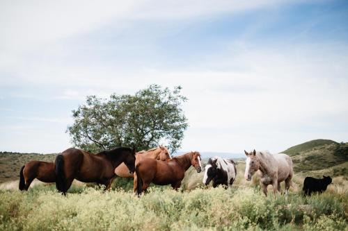 San Clemente Cabin | Estancia Acuarela del Río