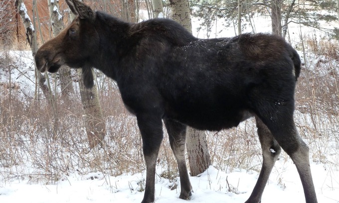 Moose Wilson Road Condo | Exceptional fully upgraded End Unit 1BR/BA King Bed in the Aspens