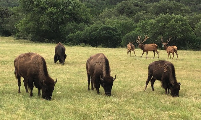 Wimberley Cabin | Experience of a Lifetime in our Luxurious Rustic Cabin