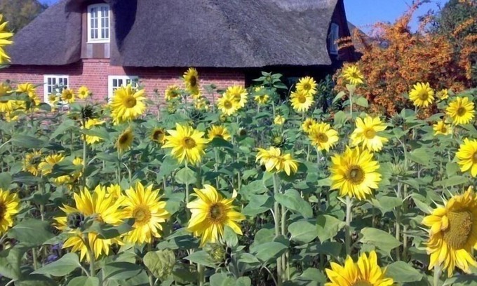 Riepsdorf House | Ferienhaus für 8 Gäste mit 140m² in Riepsdorf