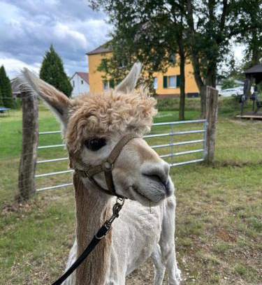 Elsterheide Apartment | Gelbes Haus Seenland Ferienwohnungen XL