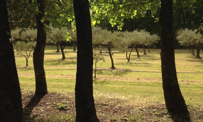 Piolenc Cottage | Gîte "les oliviers" exceptional setting in the heart of olive trees and the forest.