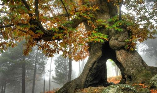El Tiemblo Villa | GREDOS RURALRUT cerca del CASTAÑAR de El Tiemblo, Reserva Natural VALLE DE IRUELAS, alojamiento acogedor con cabina hidromasaje, chimenea eléctrica, calefacción, wifi, cocina