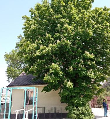 Chuy Province House | Guest House Prohladnoe