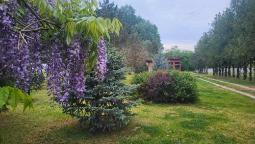 Asotthalom House | Gyömbér Tanya