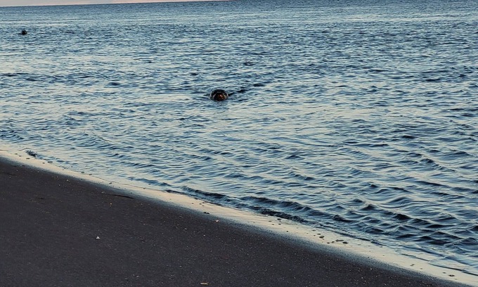 Thorfinnsstadir Hotel | Hótel Hvítserkur