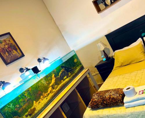 Cochabamba House | habitación relax, hermosos peces y plantas