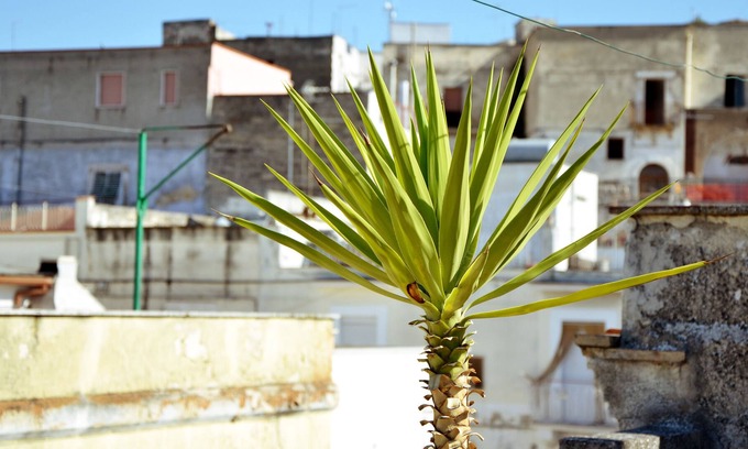 Canosa di Puglia House | House for 5 guests with 100m² in Canosa di Puglia (77378)