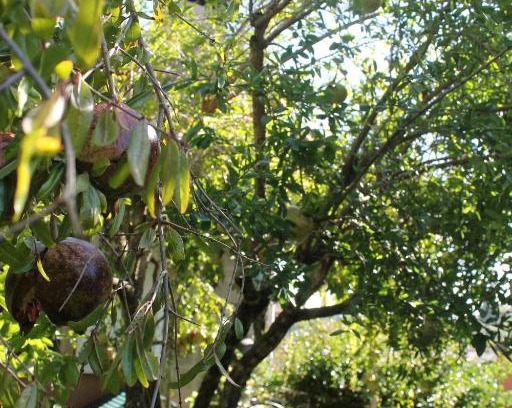 Manziana Bed & Breakfast | Il Castagno B&B