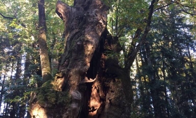 Papiano di Stia House | In the shadow of the chestnut trees of the Casentino