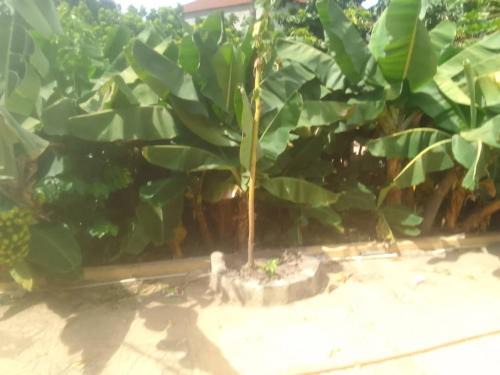 Kerr Serign Apartment | Jallow and Bah kunda village