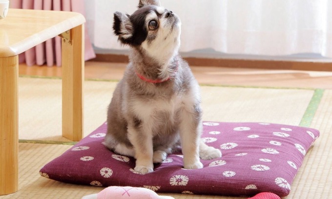 Aoba Ward Hotel | Japanesestyle room for 23 people 3 people P/Sendai Miyagi