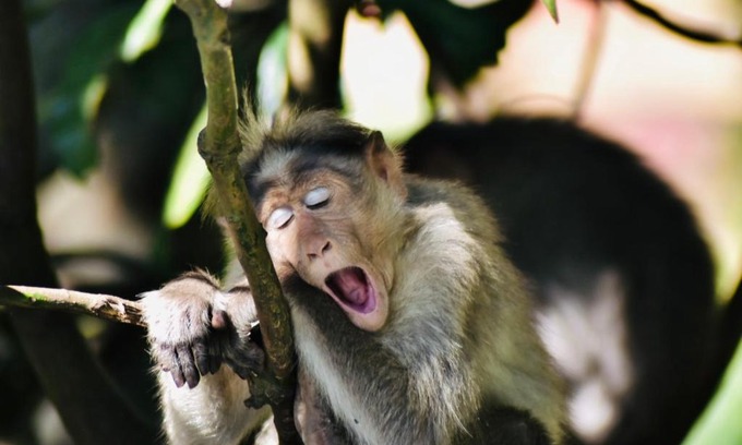 Thekkady House | Jungleview Home Stay