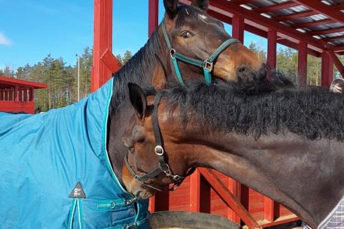 Kankaanpaa Apartment | Kankaanpään Ratsastuskeskus
