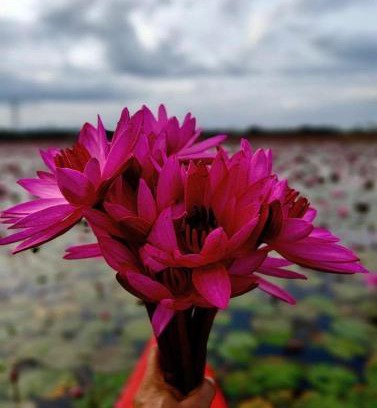 Arpookara Bed & Breakfast | Kuttickattil Pool Home Stay Kumarakom