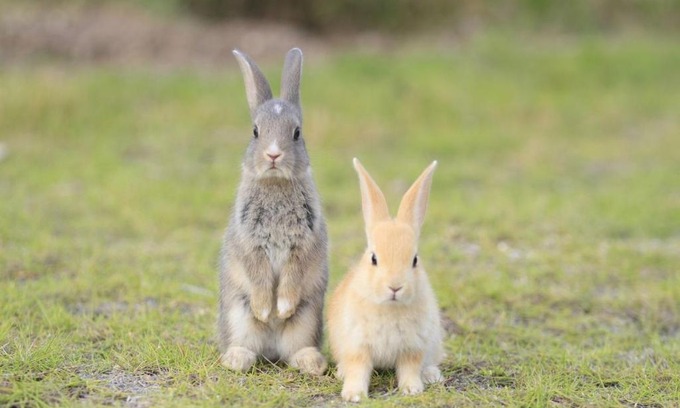 Okunoshima Island Hotel | Kyukamura Ohkunoshima
