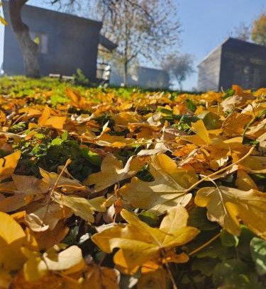 Carbunari Other | La Padurea Mica