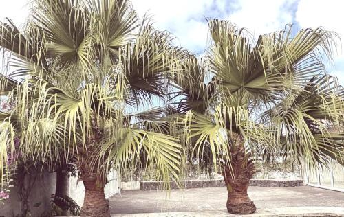 Petite-ÃŽle Villa | LaKaz Deux Palmiers