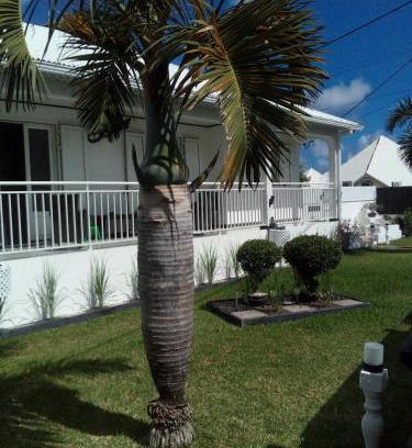 Petite-ÃŽle House | Le PalaSud