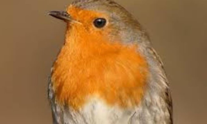 Vresse-sur-Semois Apartment | Le Rouge Gorge Curieux