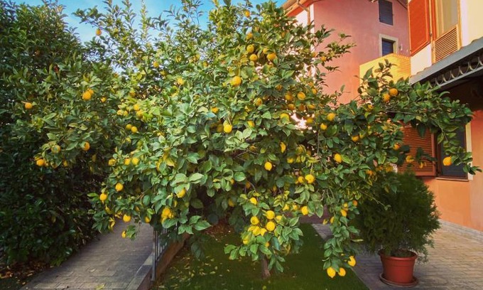 Miglianico House | Lemon tree suite al golf