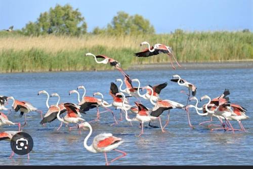 Le Grau-Du-Roi Boat Rental | Logement atypique sur l'eau aux portes de la Camargue