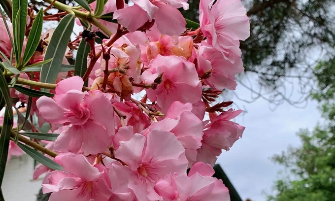 Le Moulleau House | Maison Gaume Entièrement Rénovée Avec Piscine Chauffé, Arcachon - Moulleau