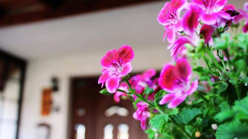 Nagykanizsa House | Mini Panzió