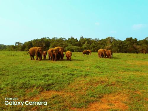 Moragaswewa Hotel | Minneriya Jeep Safari