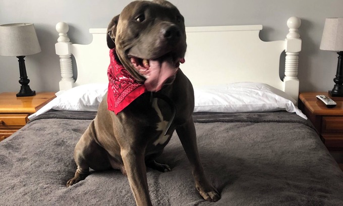 Sciota Ski Chalet | MOHAWK - Dog Lovers Fenced Yard Chalet