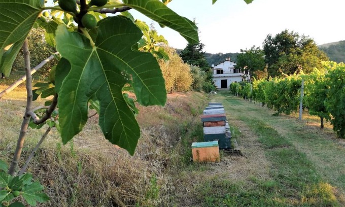 Pieve Salutare Bed & Breakfast | Naturaliterre BnB - Microfattoria
