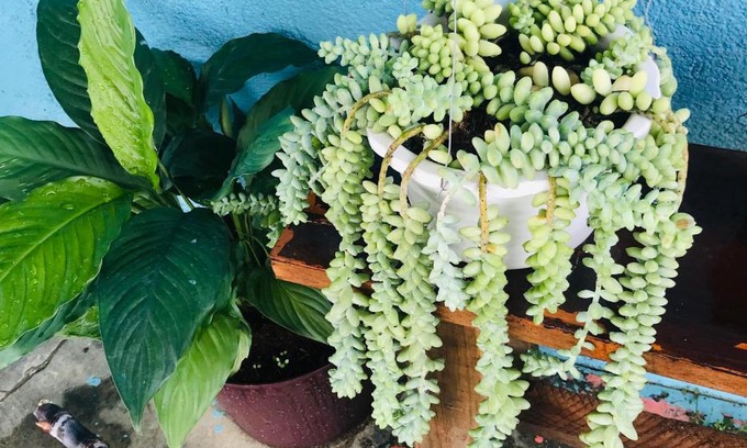 Da Lat House | Nguyen Dai