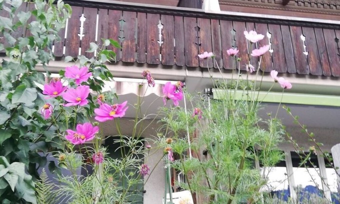 Lenk Apartment | Nice apartment for 6 people with TV, balcony and pets allowed