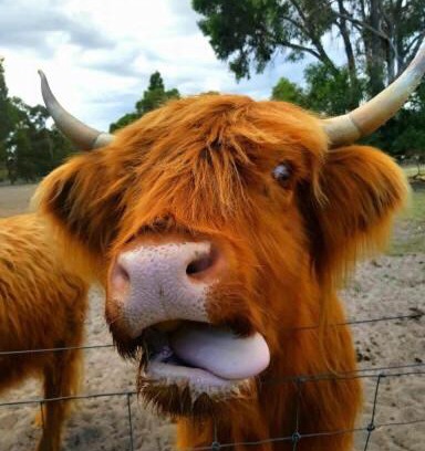 Myrup Cabin | Nutcrackers Lodge