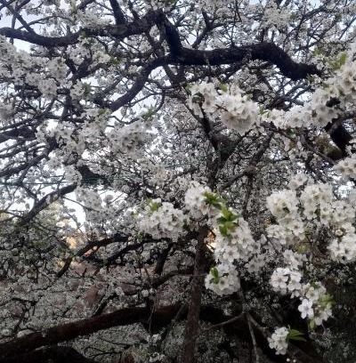 Naina Range House | Onces Upon A Forest, Pangot,Nainital 4BR Homeyhuts