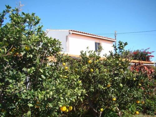 Granadilla de Abona Apartment | Orchard Cottage