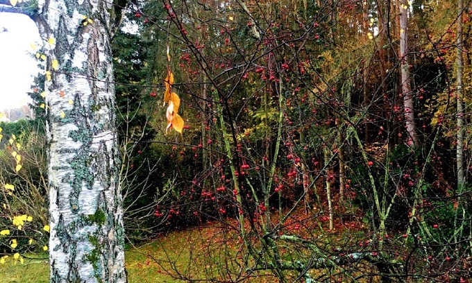 Luhe-Wildenau House | Pension Jägerschenke