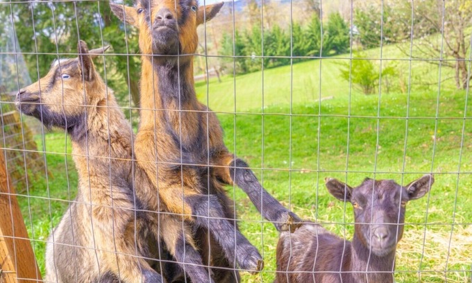 Thurston House | Pet friendly w/dog run, country living & mountain views close to town with wifi