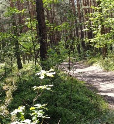 Tykocin Apartment | Po Prostu Las