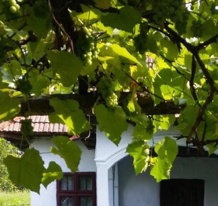 Provita de Sus House | Pridvorul lui Viorel