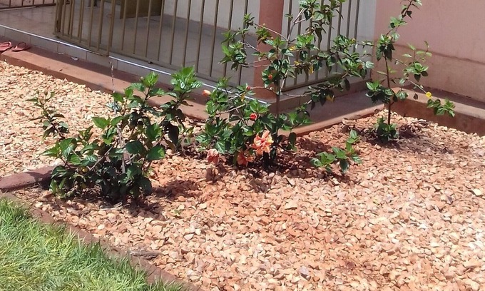 Jinja Condo | Quiet place in greenery. Near St Moses Pr. Sc 5 min from the Bridge & Jinja Town