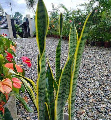 Kumai House | Rongo's Riverside Farm Stay