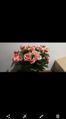 Bac Ninh Apartment | Rose house