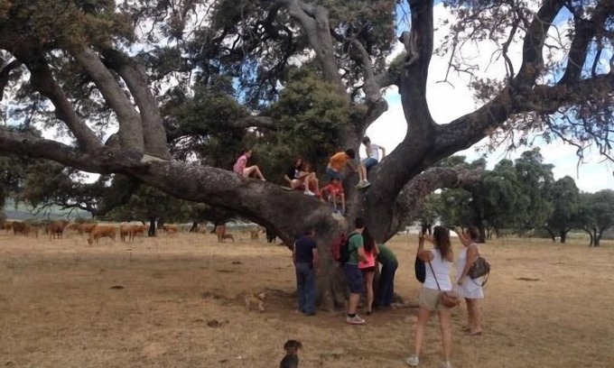 Brazatortas Cottage | Rural house (full rental) The Five Frogs for 15 people