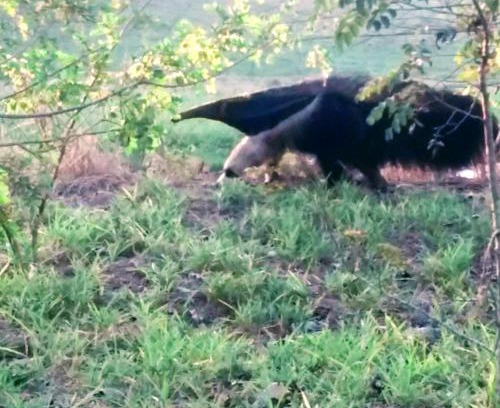 Murutinga do Sul House | Sítio Santo Reis - Paraíso das Águas